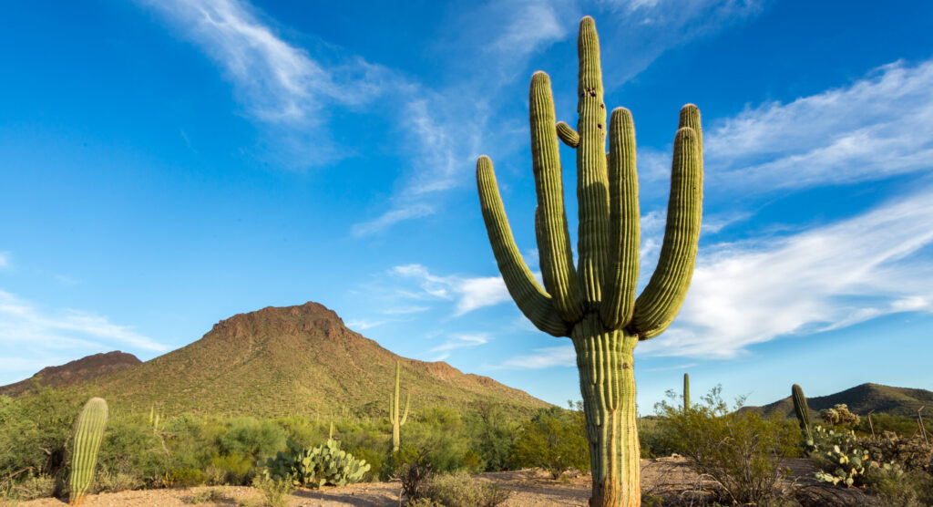 Arizona desert landscape with a bright blue sky, a tall cactus in the foreground, and a mountain in the background
