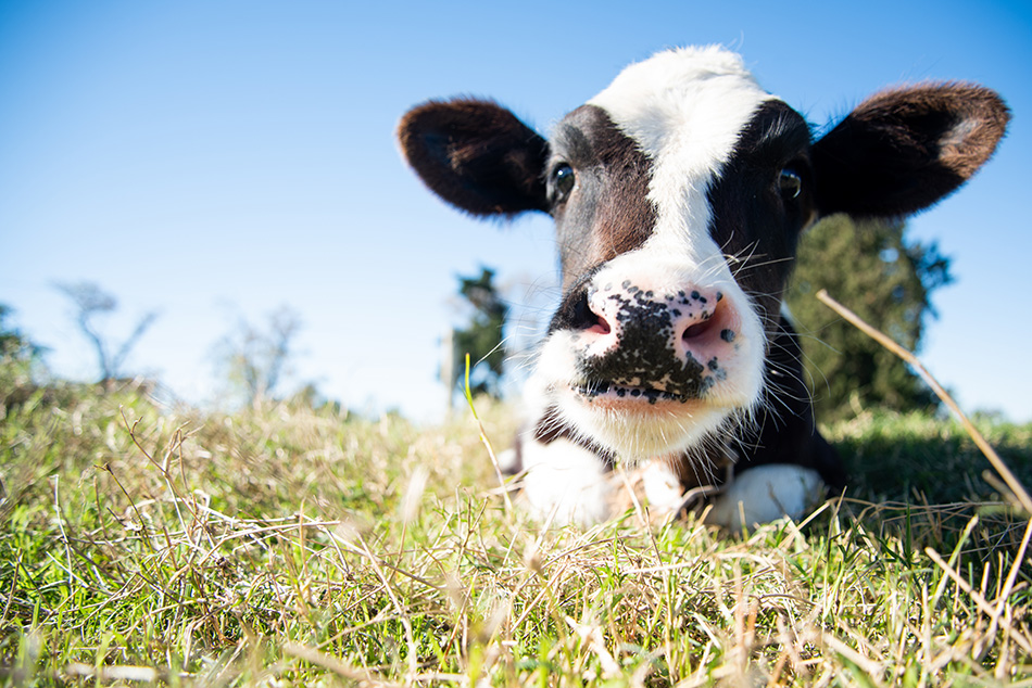 A curious black and white spotted calf lies in short grass facing the camera