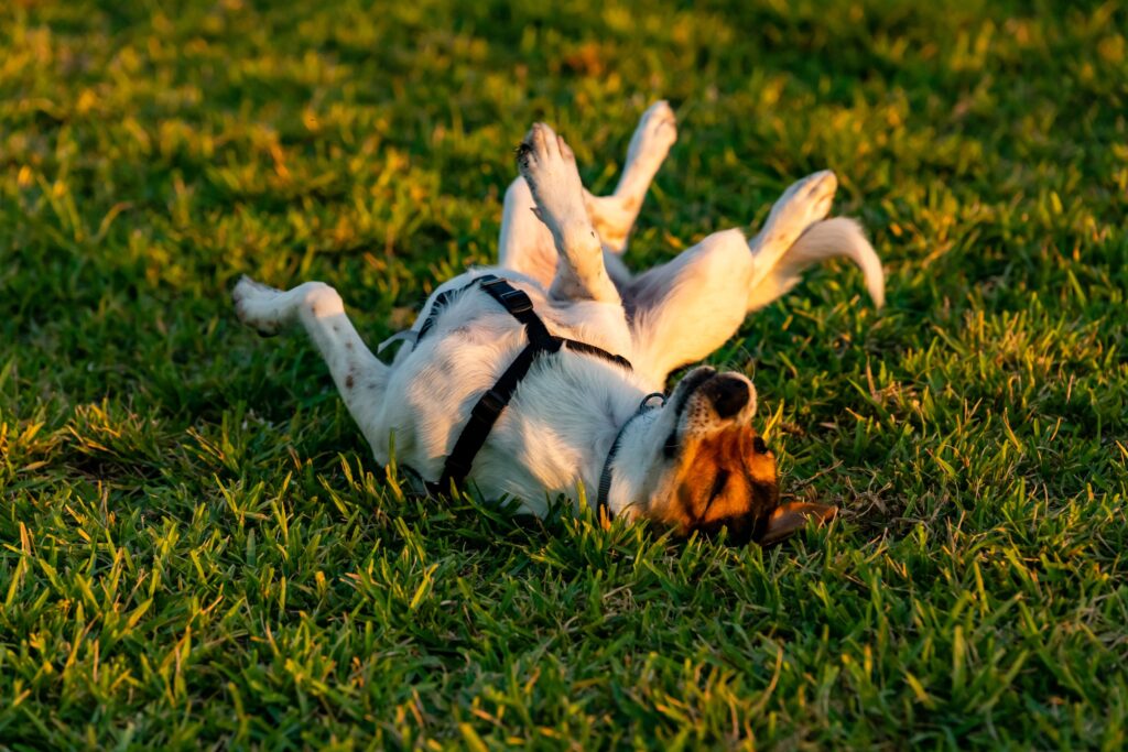 A wiry-coated white dog rolls around in grass