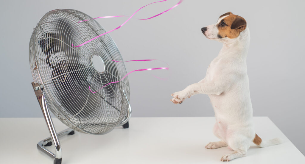 A terrier sits upright in front of a blowing floor fan.