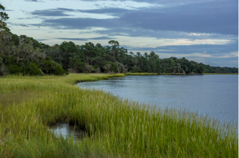 A serene marsh landscape on a river.