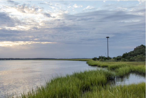 A serene marsh landscape under a cloudy sky.