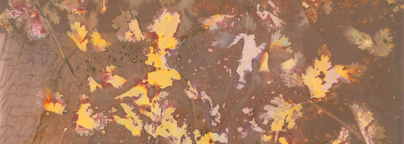 Artwork showing leaves and flowers in yellow and pink on a brownish gray background.