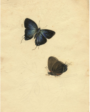 Watercolor painting of 2 dark butterflies on beige background with a faint outline of a leafy twig.