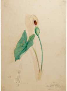 Watercolor painting of a calla lily and large leaf, on stems, on a beige background.