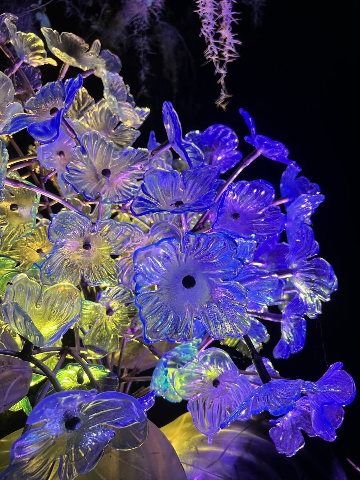 A fused glass hydrangea sculpture by Craig Mitchell Smith is lit with blue and yellow lights.