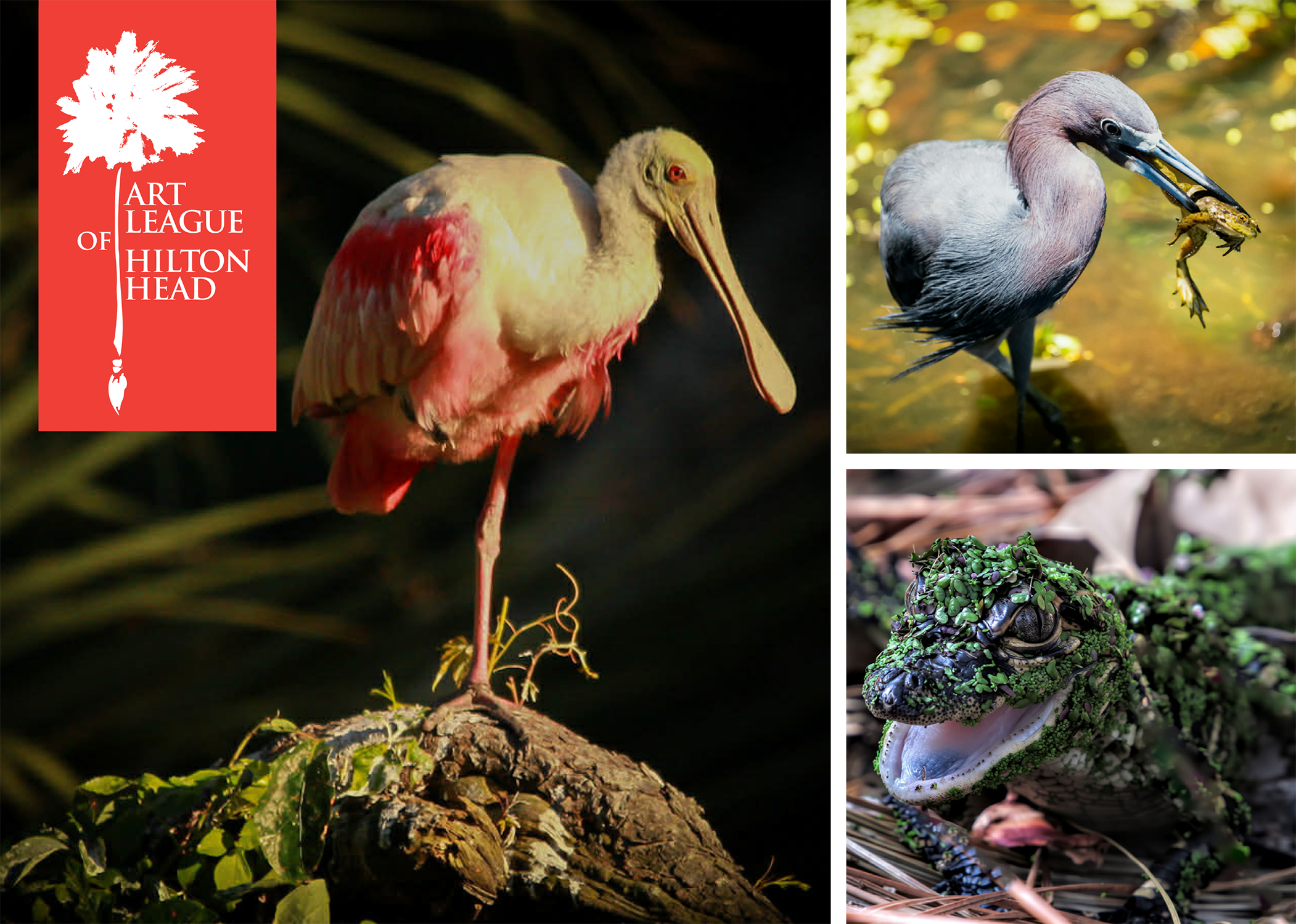 Photos: A pink flamingo-like bird, a heron-like bird with a frog in its mouth, and a baby alligator.