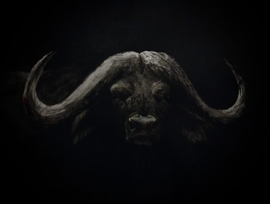 Black Death, a watercolor of a cape buffalo on a black background