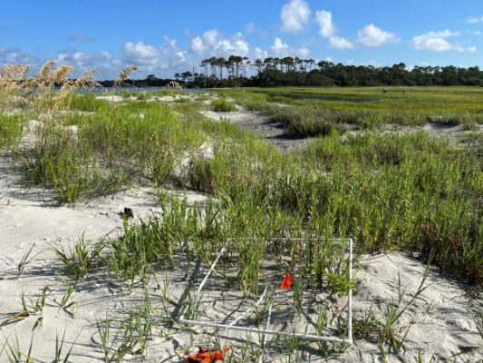 a sandy coastal dune with green vegetation