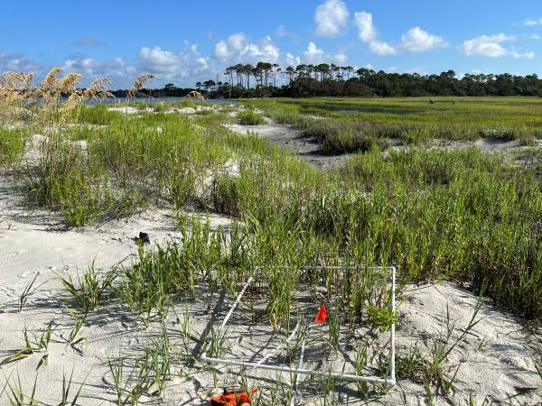 a sandy coastal dune with green vegetation